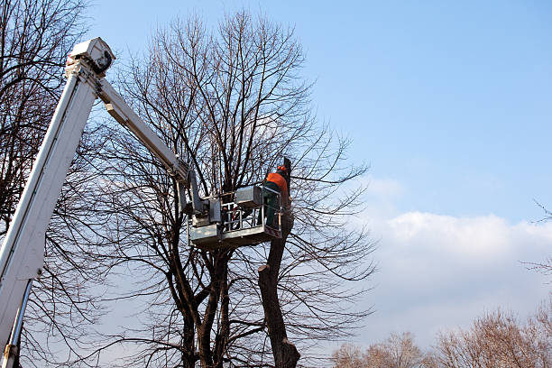 Hiram, GA Tree Removal Services Company